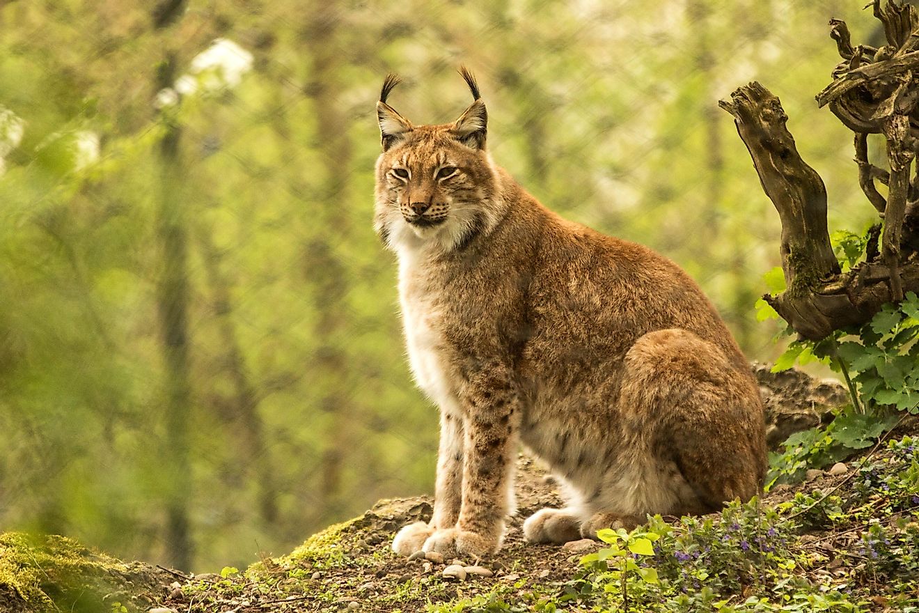 A majestic lynx in the forest. Image credit: Jiri Hrebicek/Shutterstock.com