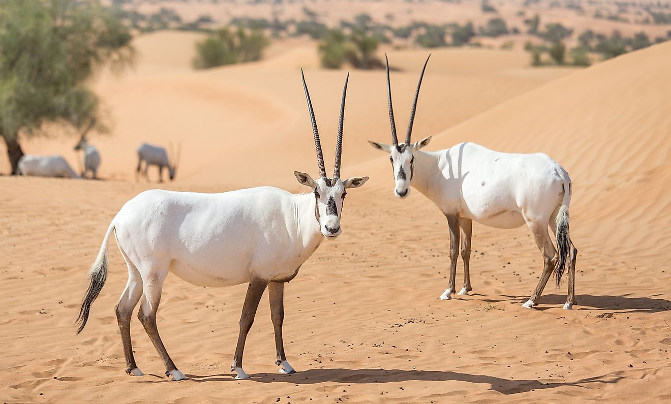 Endangered Arabian oryxes in Dubai Desert Conservation Reserve, United Arab Emirates. Image credit: Kertu/Shutterstock.com
