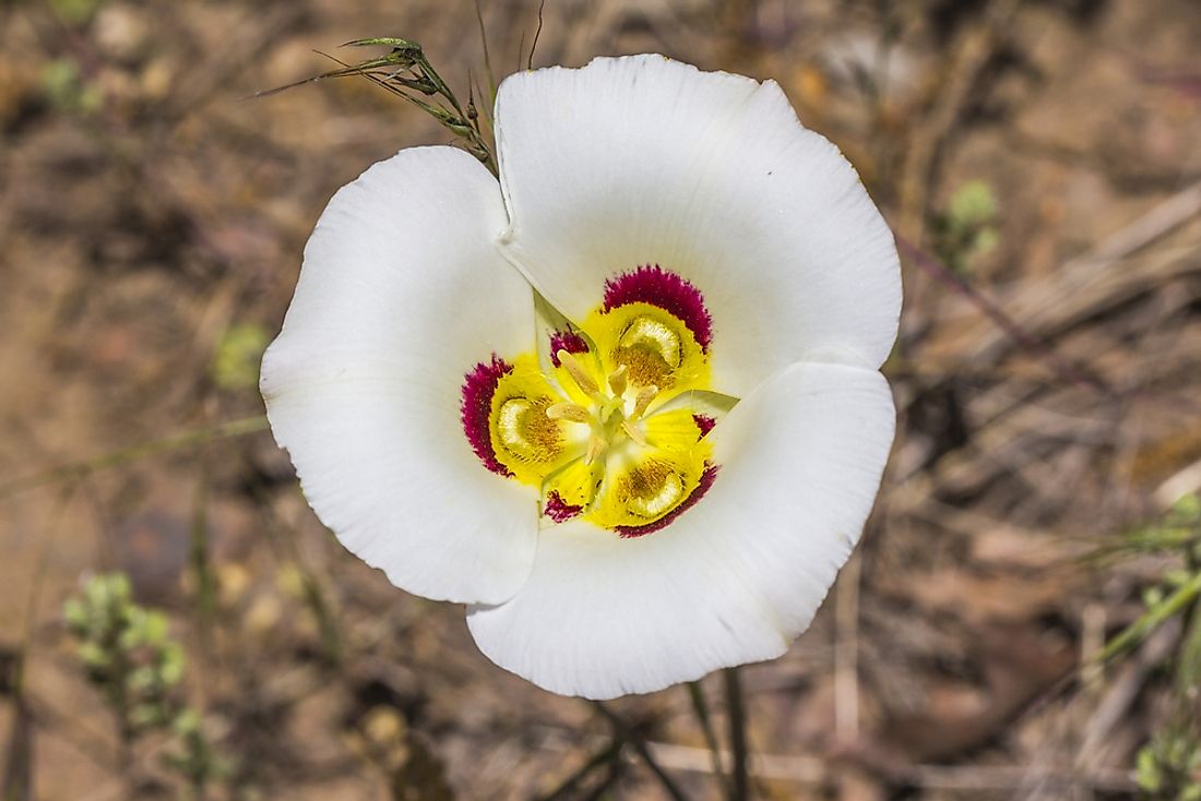 The Sego Lily. 