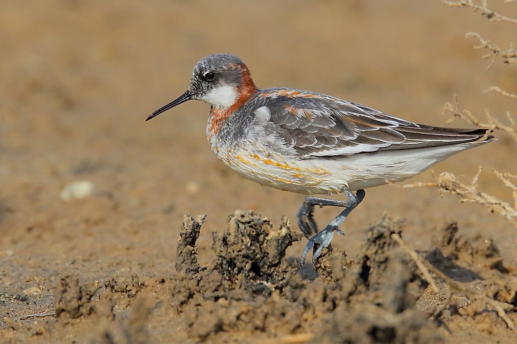 Red-necked pharalope.