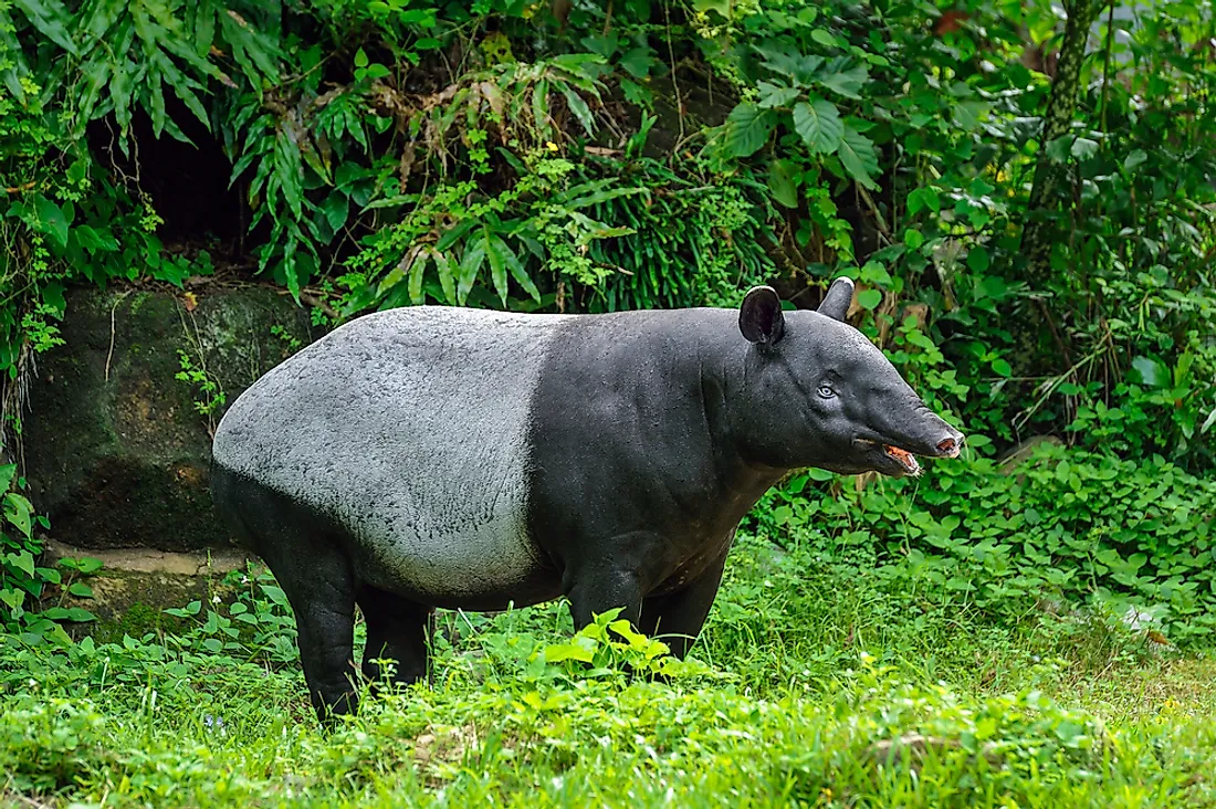 A Malayan tapir. 