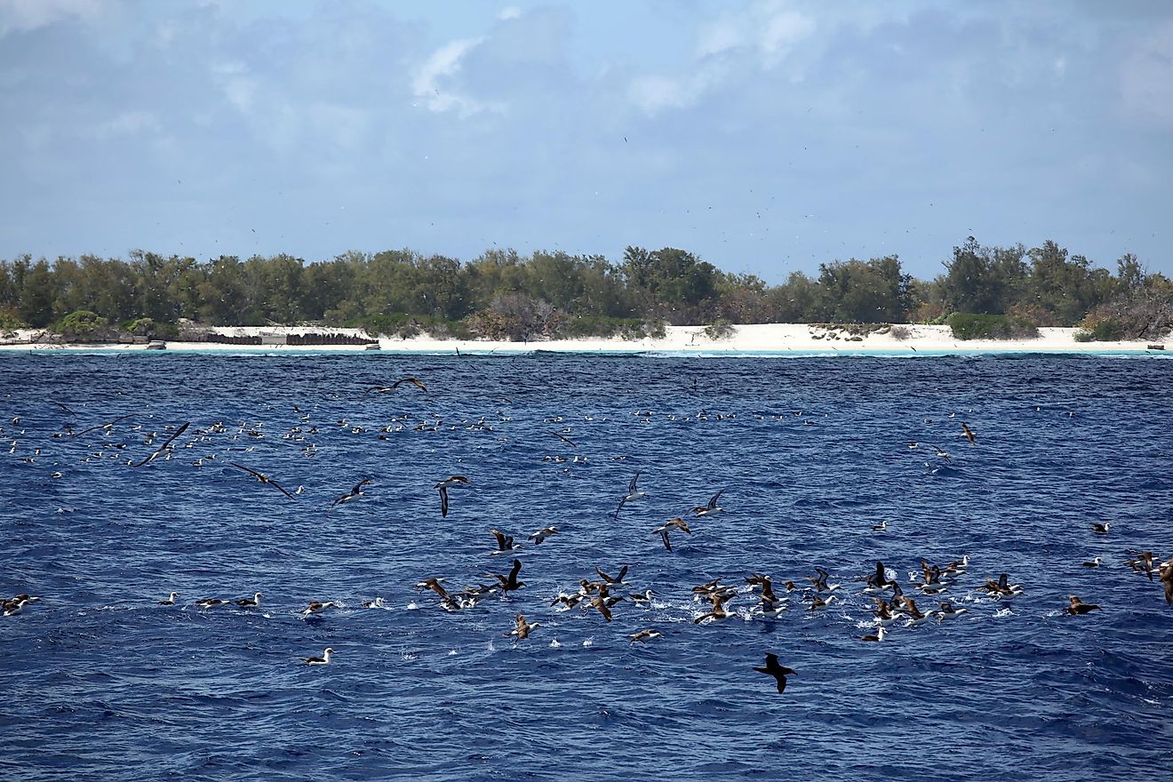 Black footed and Laysan albatross at Midway Atoll in the Papahanaumokuakea Marine National Monument, Hawaii.