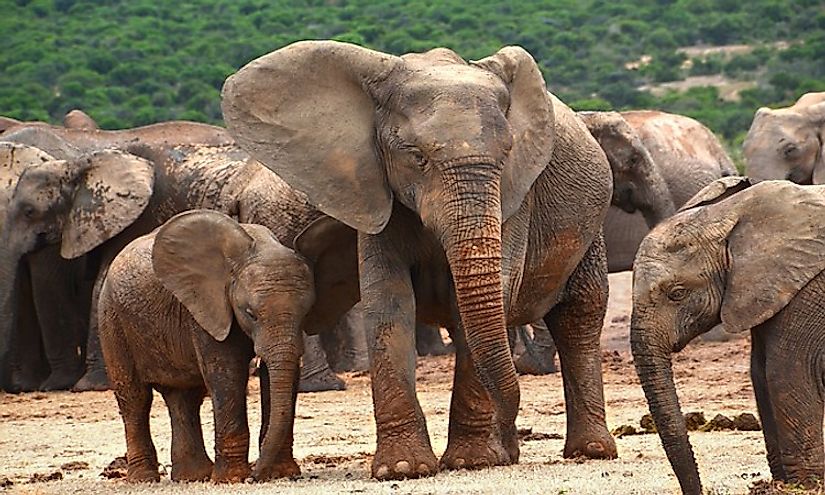 How Many Types Of Elephants Are There? - WorldAtlas
