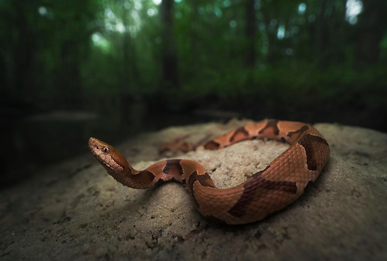 A copperhead snake on a rock.