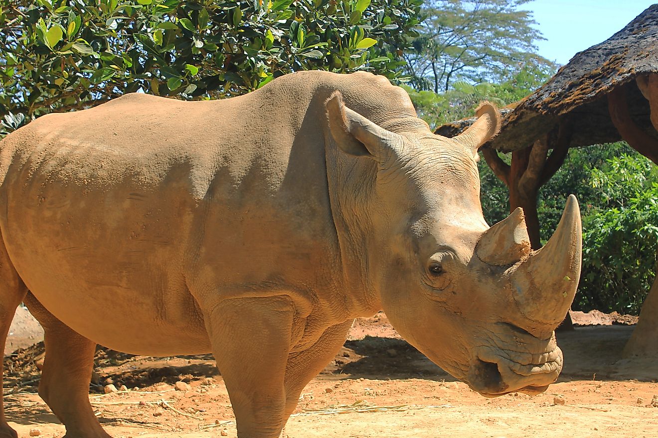 A Sumatran rhino (Dicerorhinus sumatrensis)