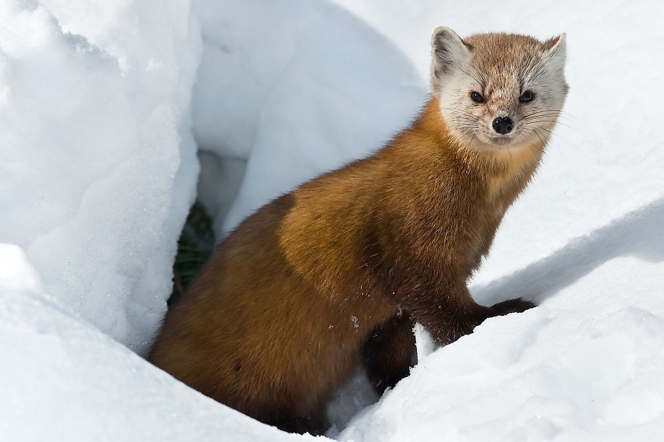 An American marten standing outside its den in the Canadian taiga region. Image credit: Paul Reeves Photography/Shutterstock.com