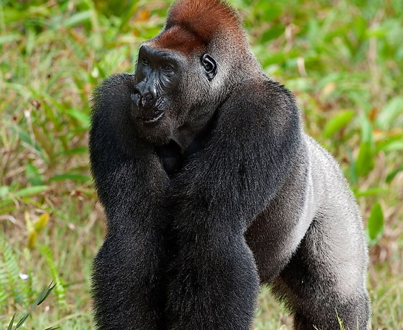 A Western lowland gorilla in the brush of the forest-savanna transition zone in the Democratic Republic of the Congo.