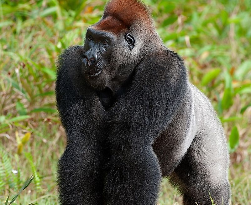 A Western lowland gorilla in the brush of the forest-savanna transition zone in the Democratic Republic of the Congo.