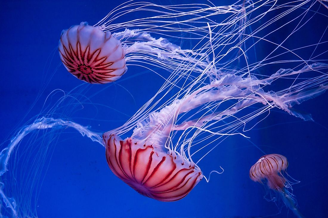 Colorful jellyfish species are often found in coastal areas around the world. 