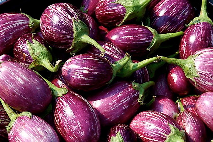 Eggplants on display for sale in a market.