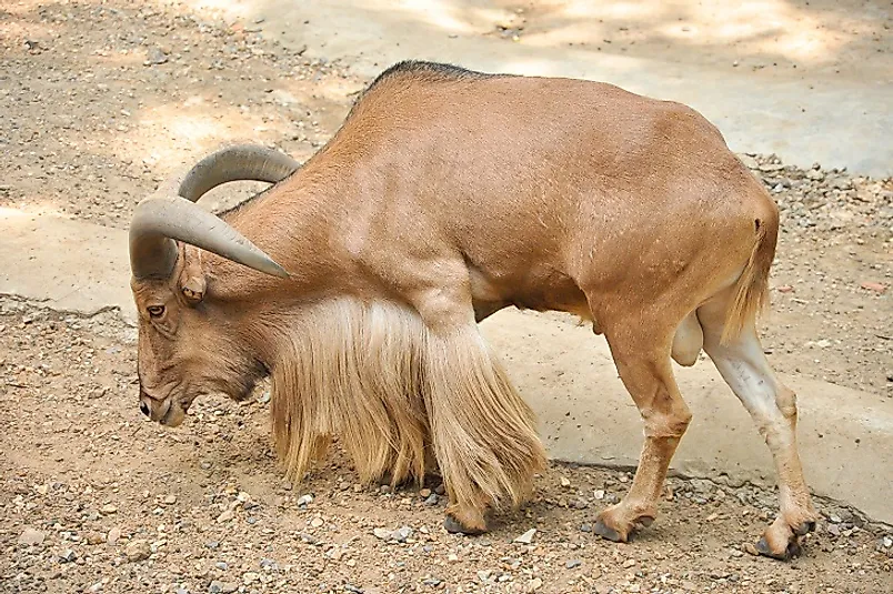 A Barbary Sheep.