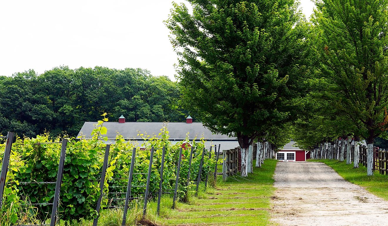 Exploring the Black Star Farm Winery. Editorial credit: Fsendek / Shutterstock.com