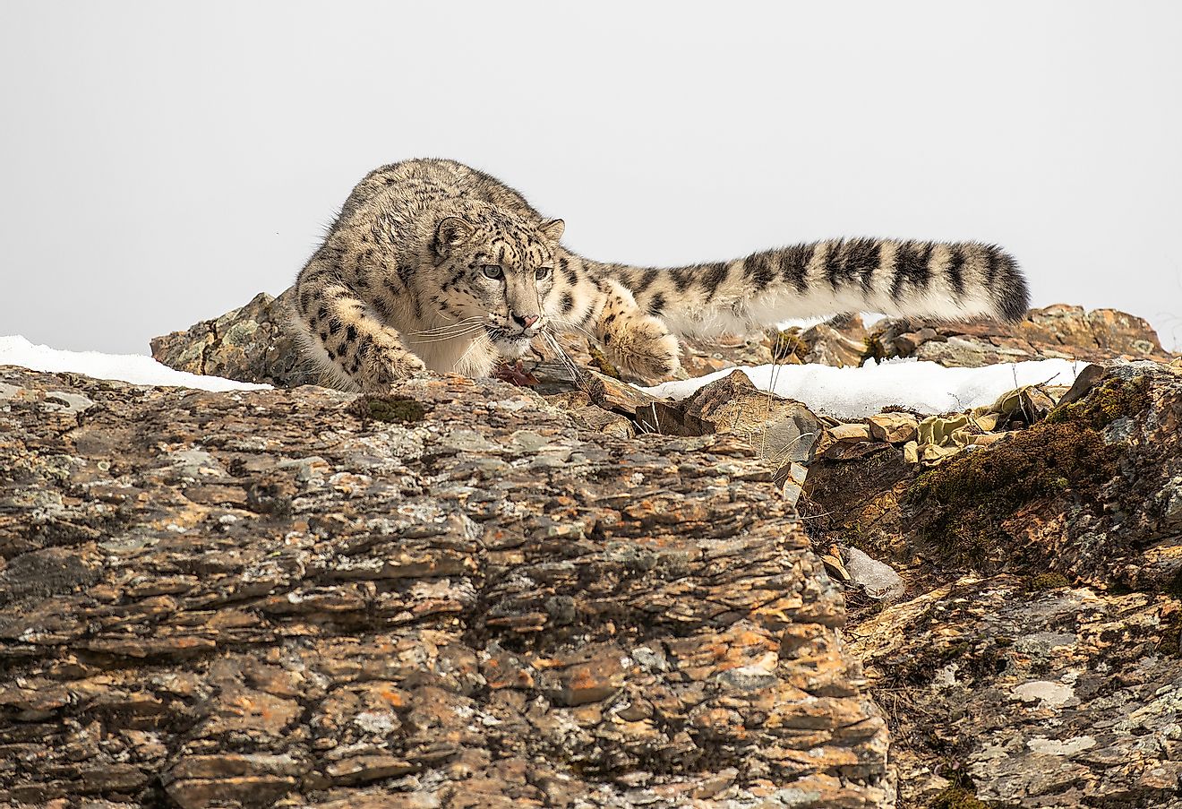 Snow leopard in the Himalayas.