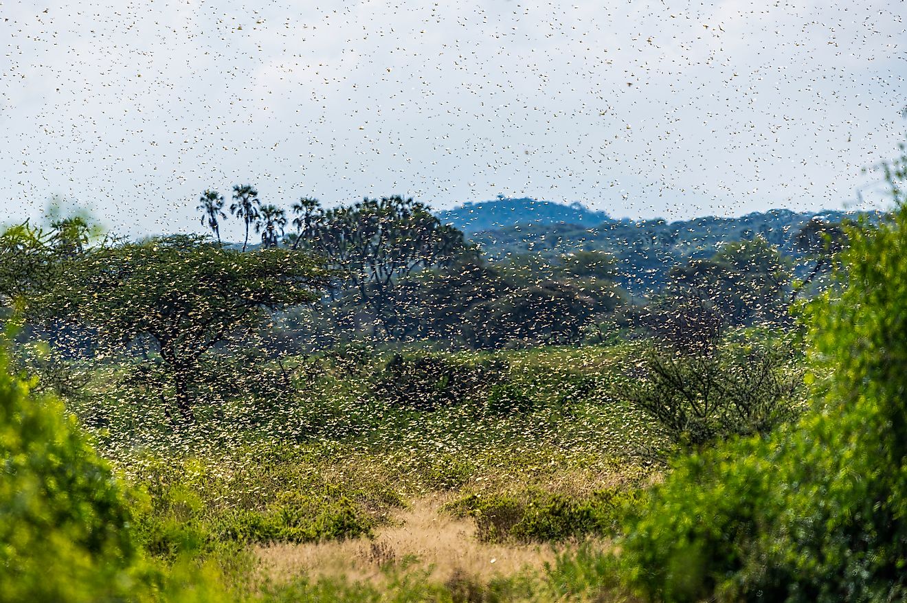 Samburu landscape viewed through swarm of invasive, destructive Desert Locusts. This flying pest is difficult to control and spreads quickly, up to 150km (90 miles) per day. Image credit: Jen Watson/Shutterstock.com