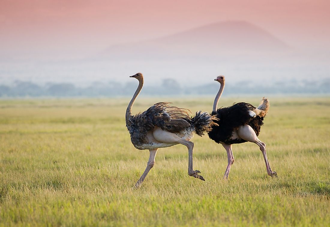 Ostriches running on the African savannah. 