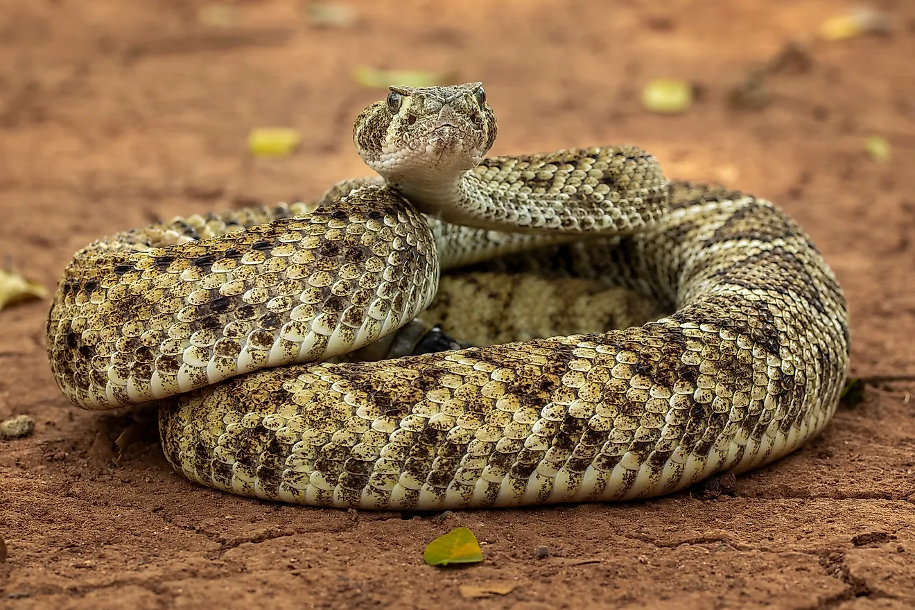 The Western diamondback rattlesnake (Crotalus atrox). Whether a park is crawling with them or completely snake-free comes down to a few specific factors.