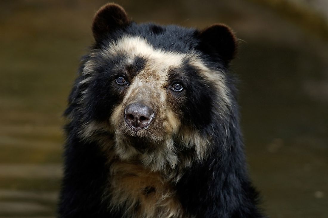 A close-up of the markings of an Andean (spectacled) bear. 