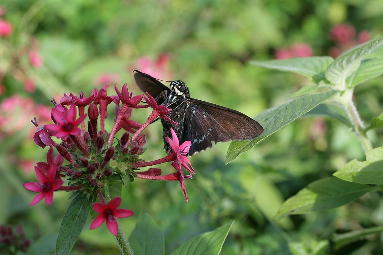 Mangrove skipper, Phocides pigmalion seen in the butterfly island in secret Woods Nature Center in Florida. Image credit: Korall/Wikimedia.org