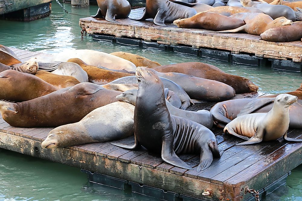 Fisherman's Wharf - maybe worth it to see the sea lions.