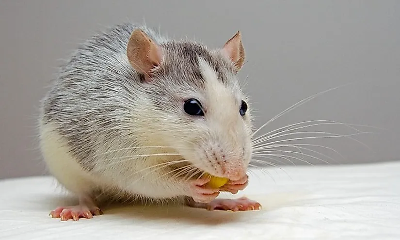 Where Do Hamsters Live in the Wild? - WorldAtlas