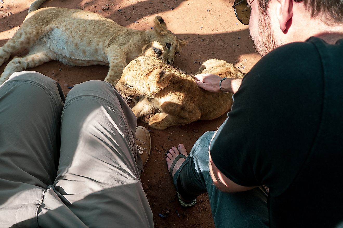 Tourists petting lion cubs at a breeding station in South Africa. Lions in such captive conditions are often exploited throughout their lifetime for commercial gains. Image credit: schusterbauer.com/Shutterstock.com