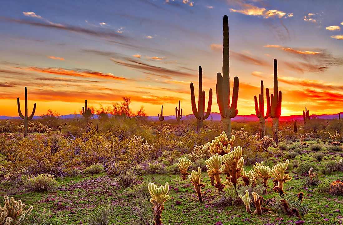 The beautiful Sonoran Desert.