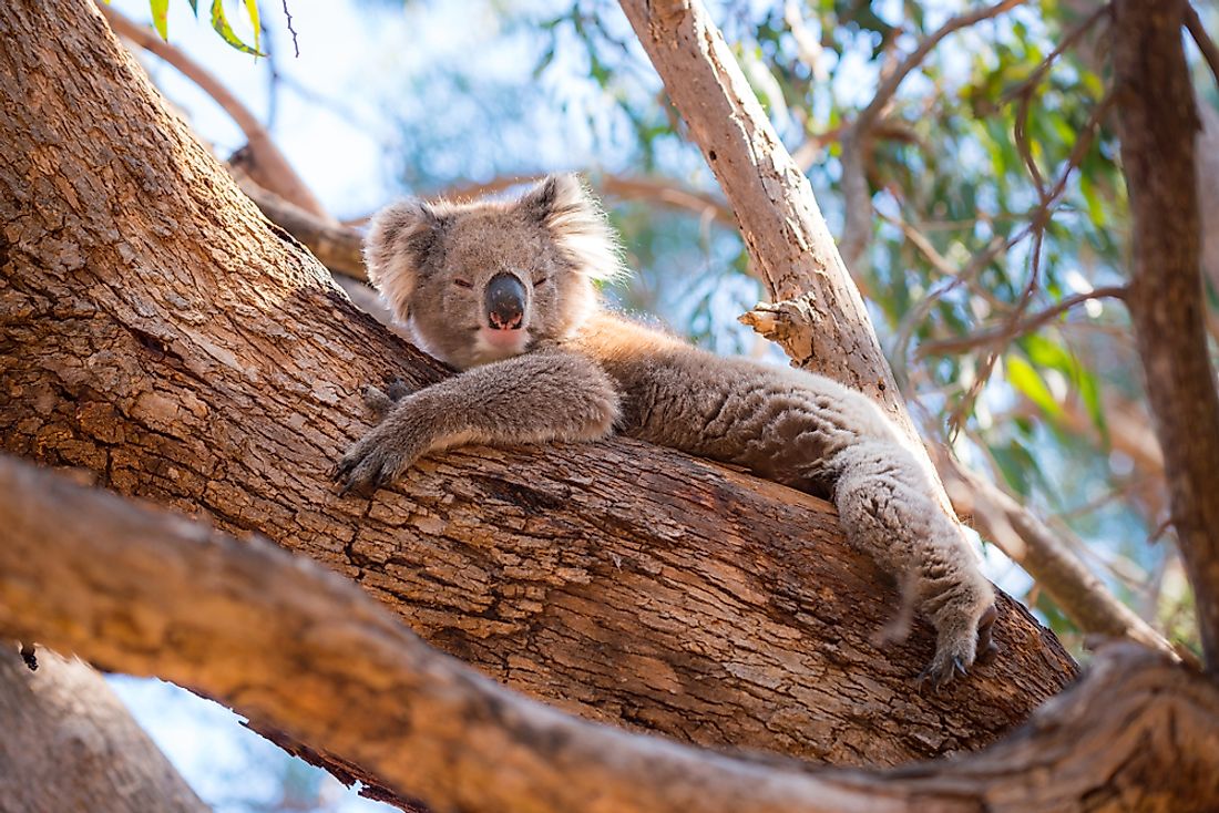 A koala sleeping in a tree on Kangaroo Island. 