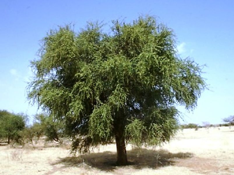 A Lalob tree.