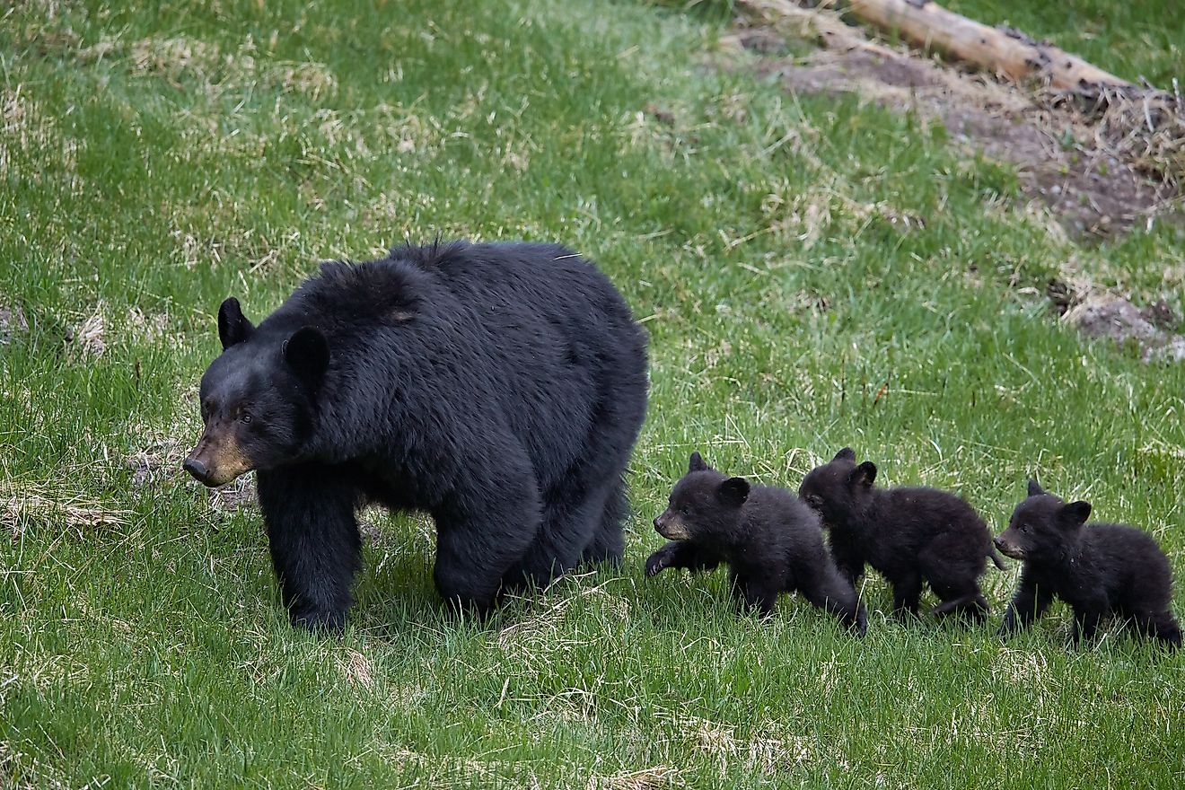 Black bear (ursus americanus) sow and three cubs of the year, yellowstone national park