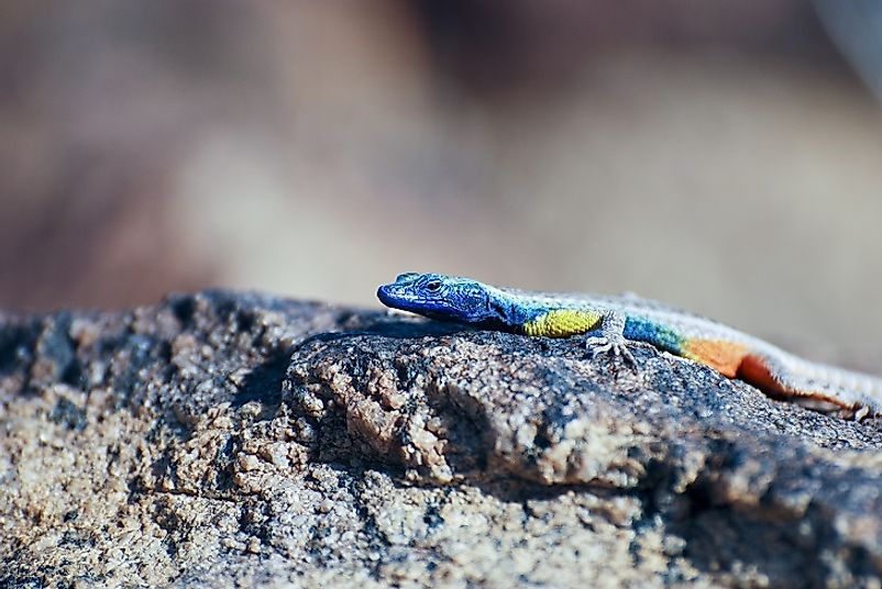 A multicolored Augrabies Flat Lizard.