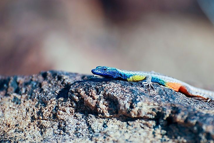 A multicolored Augrabies Flat Lizard.