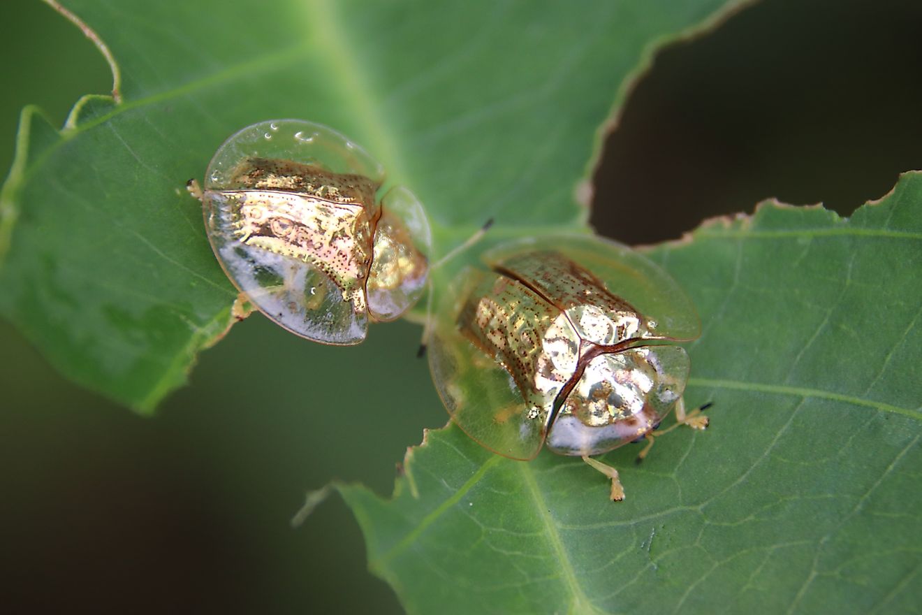 Two golden tortoise beetles on a leaf.