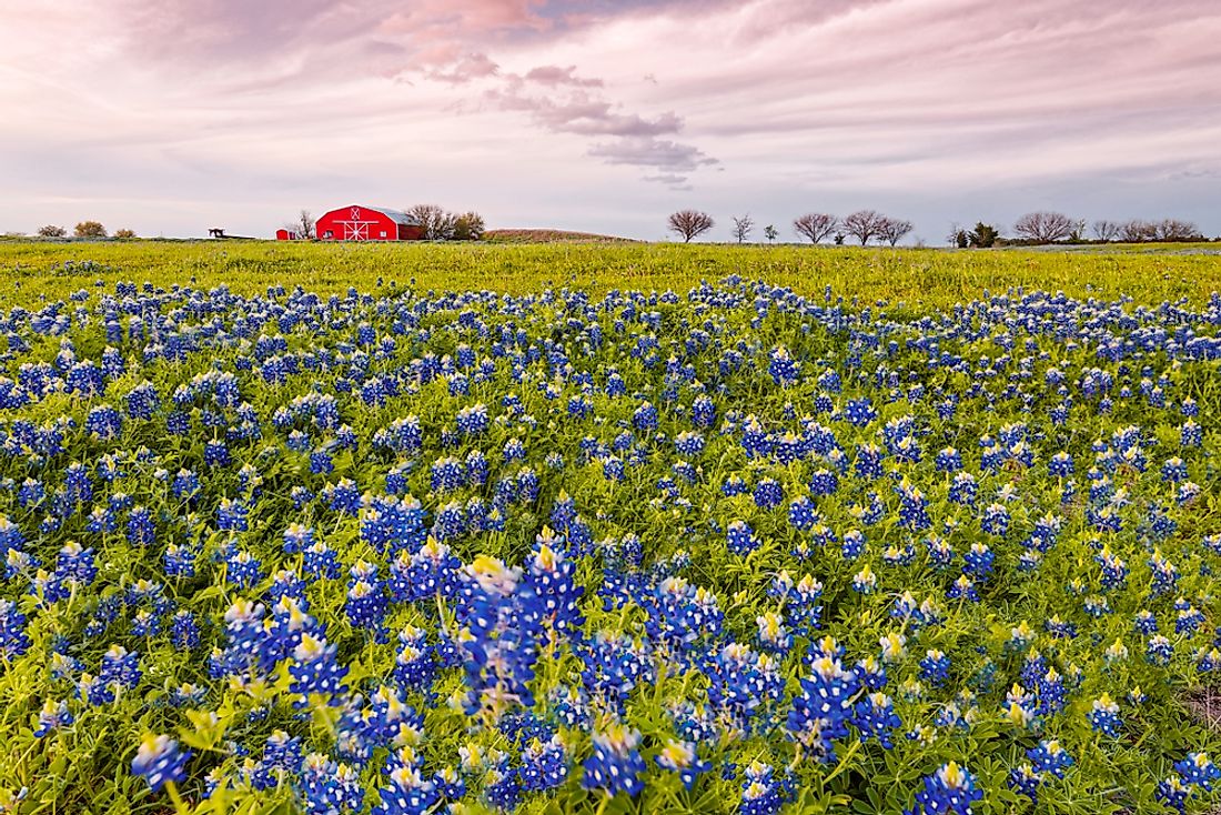 A field of bluebonnet flowers in Texas.