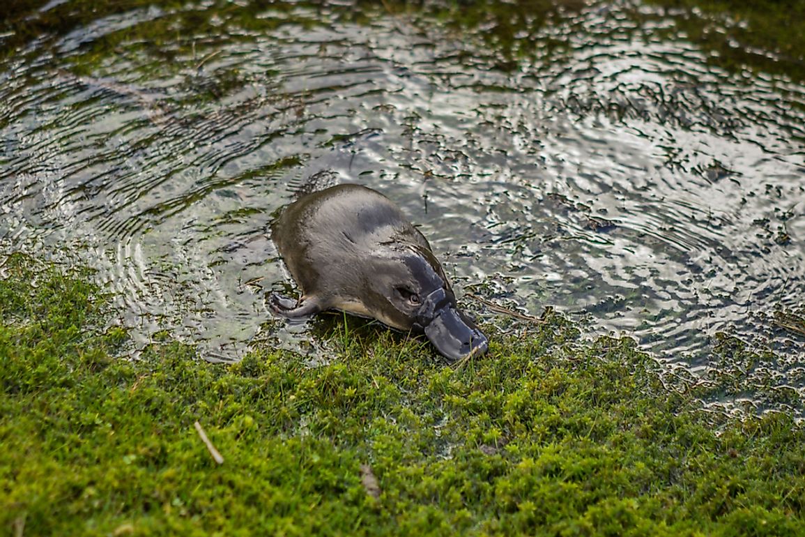 Platypuses spend most of their time in the water.