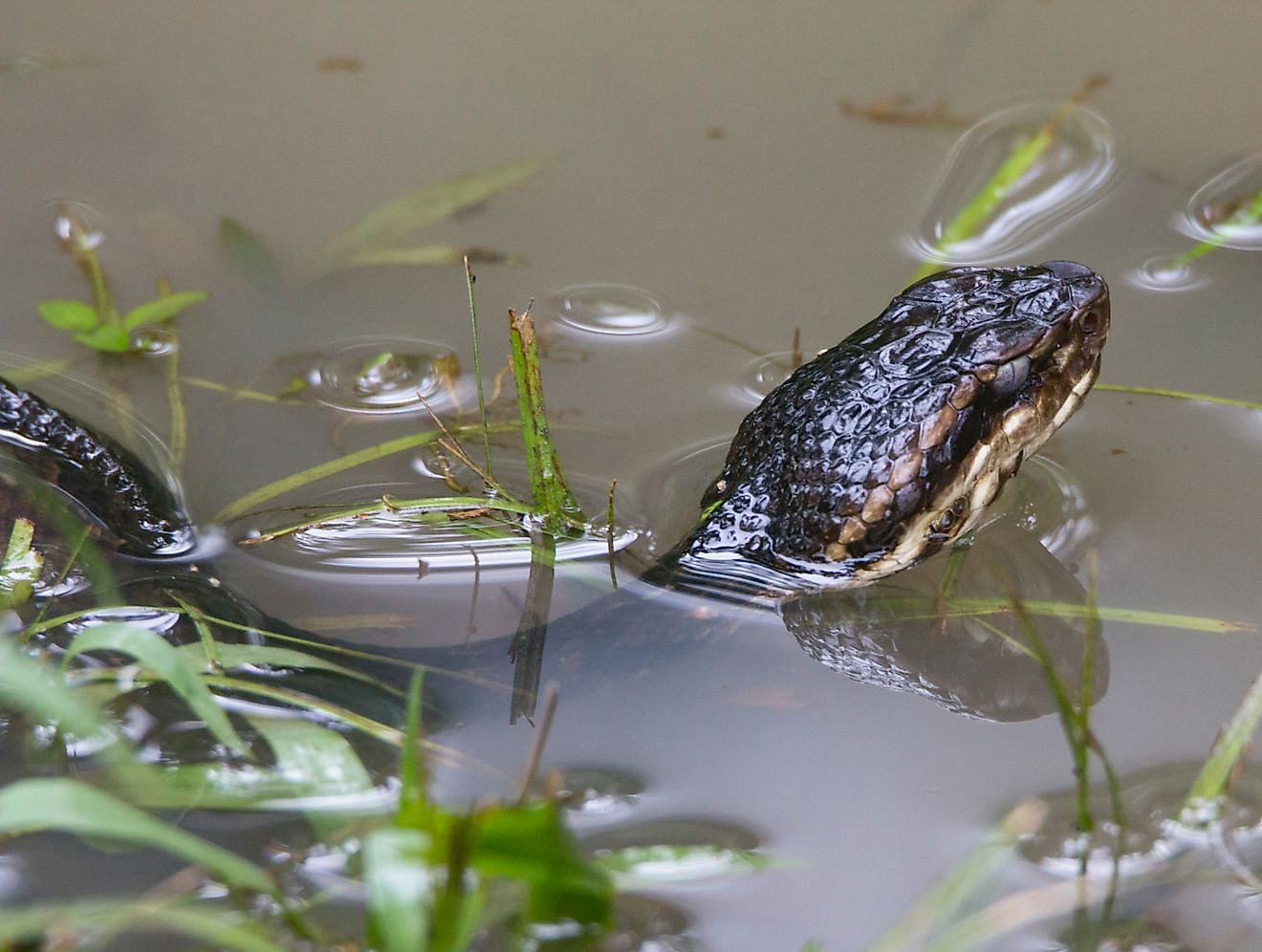Cottonmouth Snake Agkistrodon piscivorus.