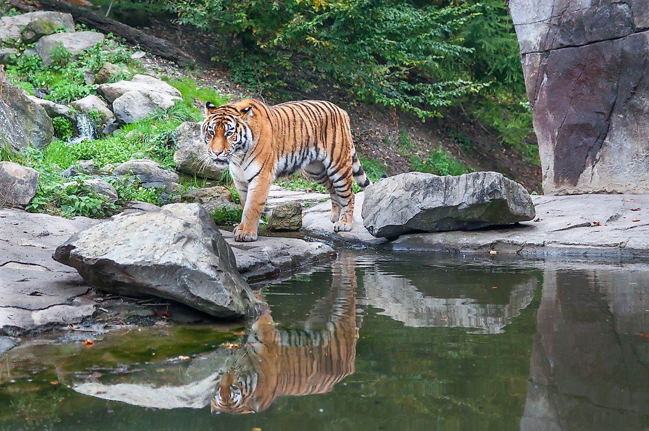 Bengal tiger drinking water near forest stream in its natural habitat at Sundarbans forest