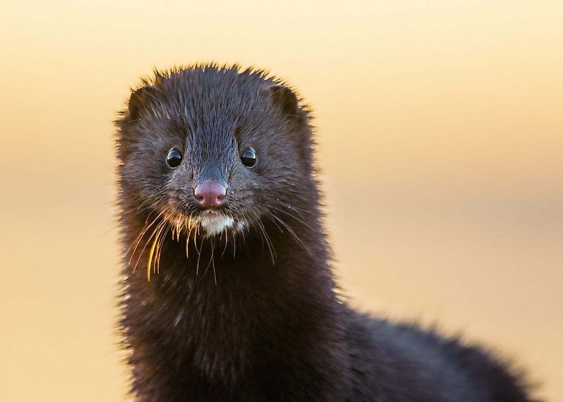 The European mink can be found in Poland. 