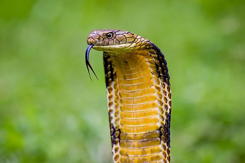 The infamous and imposing King Cobra.