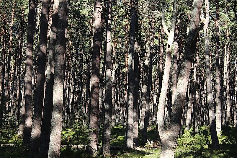 The Abernethy Forest (pictured) is one of the several remaining fragments of the once massive Caledonian Forest.