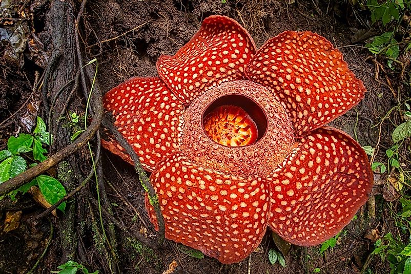 A specimen of Rafflesia arnoldii in Sumatra, Indonesia.