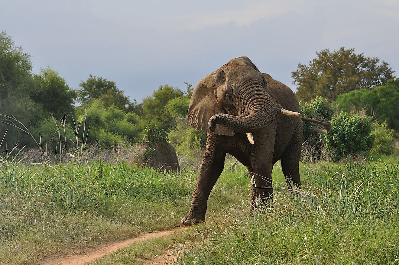 The Most Dangerous Animals Of Africa - WorldAtlas