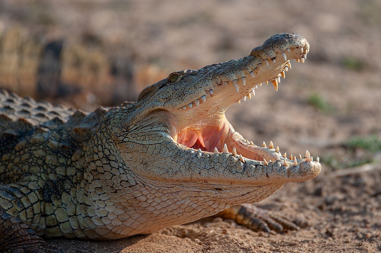 Nile Crocodile - Crocodylus niloticus. 