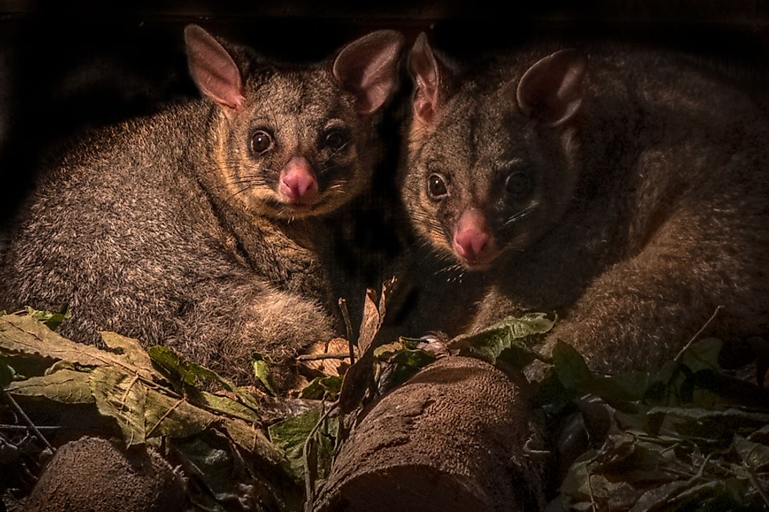 Opossums huddled together in their den alert and staring.