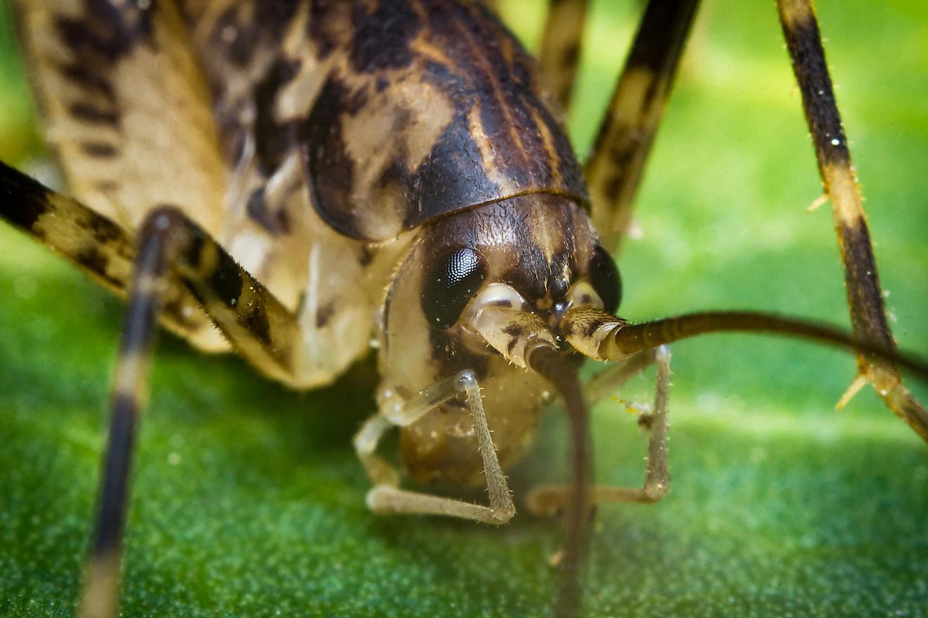 Although they are called crickets, cave crickets are neither crickets nor spiders, although they look like a mixture of the two.