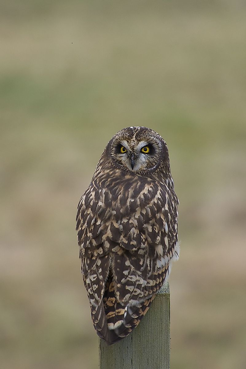 Short-Eared Owl perched atop a fence post.