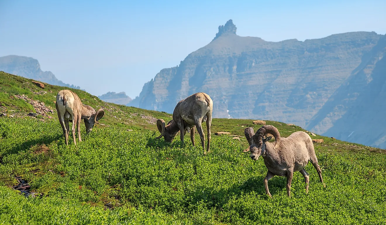 Bighorn Sheep in the Mountains at Logan Pass and the Hidden Lake Trail in Glacier National Park. Montana