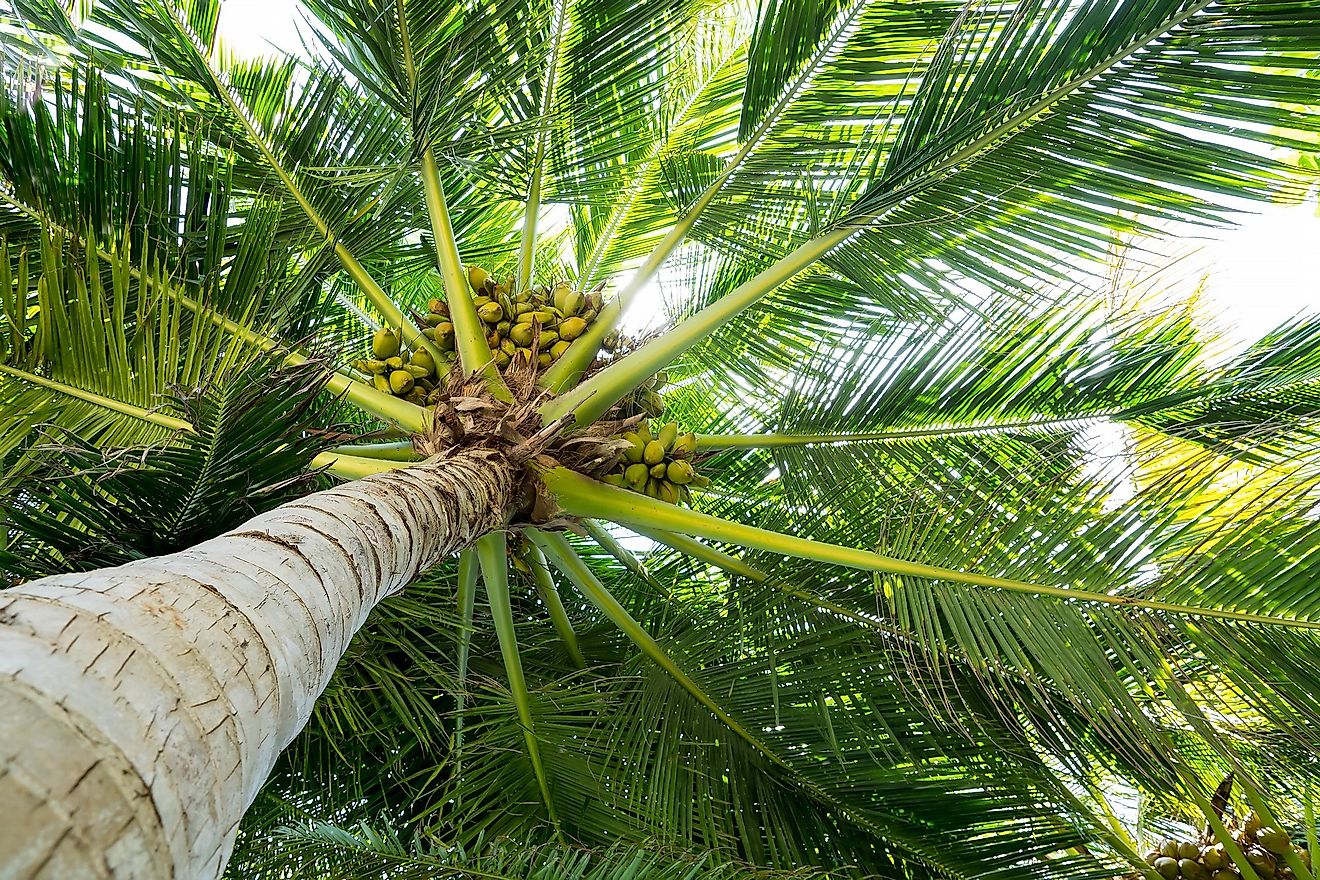Do Coconuts Grow On Palm Trees Worldatlas Do Coconuts Grow On Palm Trees Worldatlas