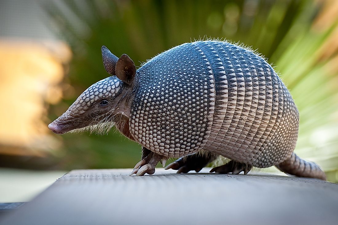 The giant armadillo has more teeth than any other mammal. 