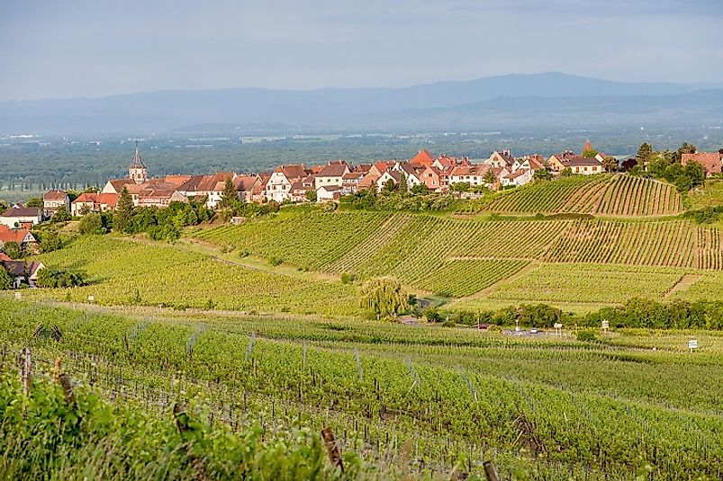 Seemingly endless vineyards surround the French village of Riquewihr at the foot of the Vosges.