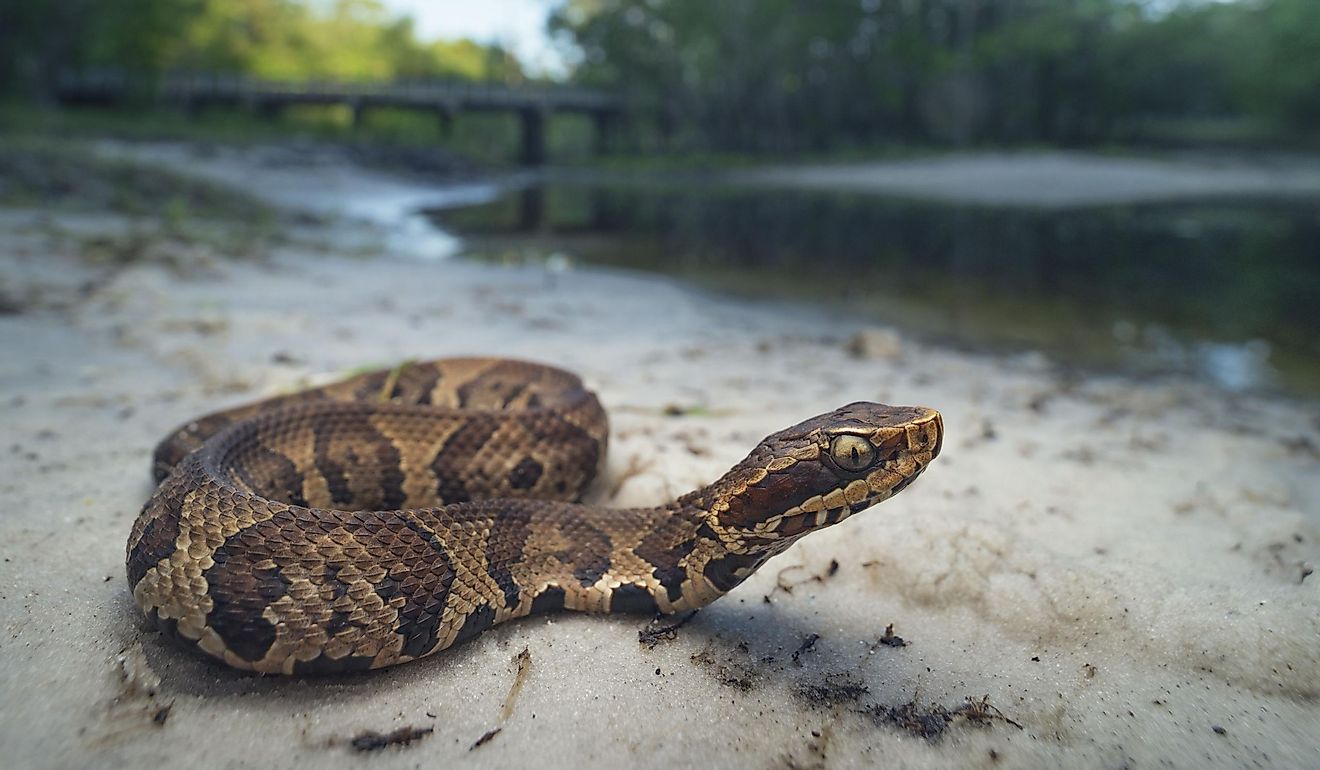 Wild juvenile cottonmouth snake (Agkistrodon piscivorus) in Florida. 